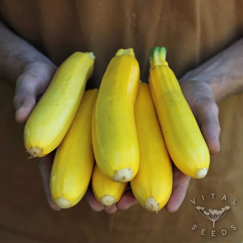 Solara (Cucurbita pepo), organic open-pollinated seeds.