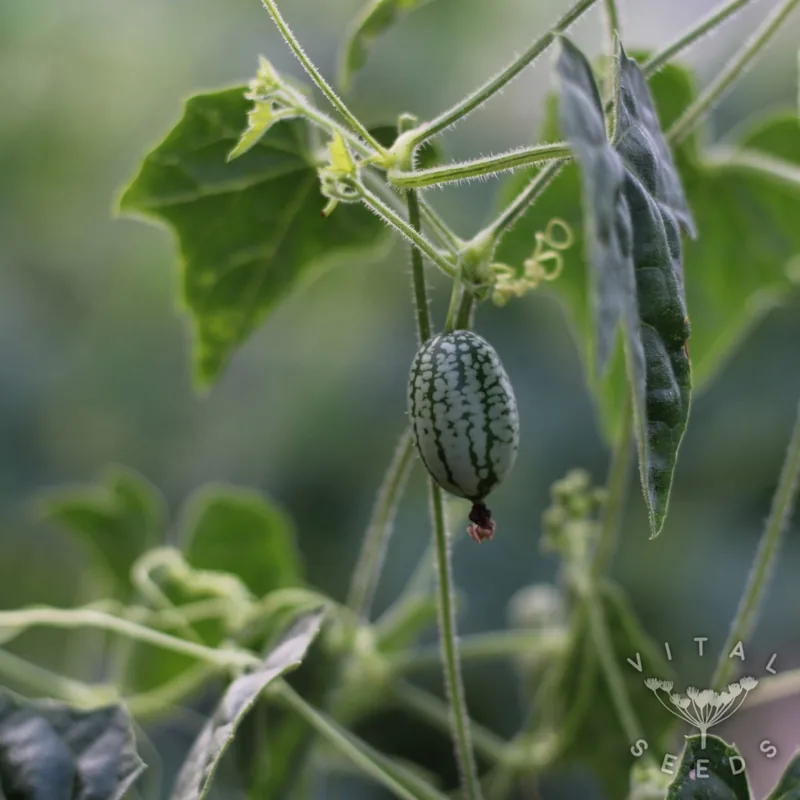 Cucamelon (Melothria scabra), organic open-pollinated seeds.