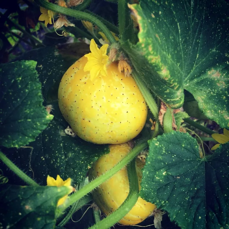 Crystal Lemon