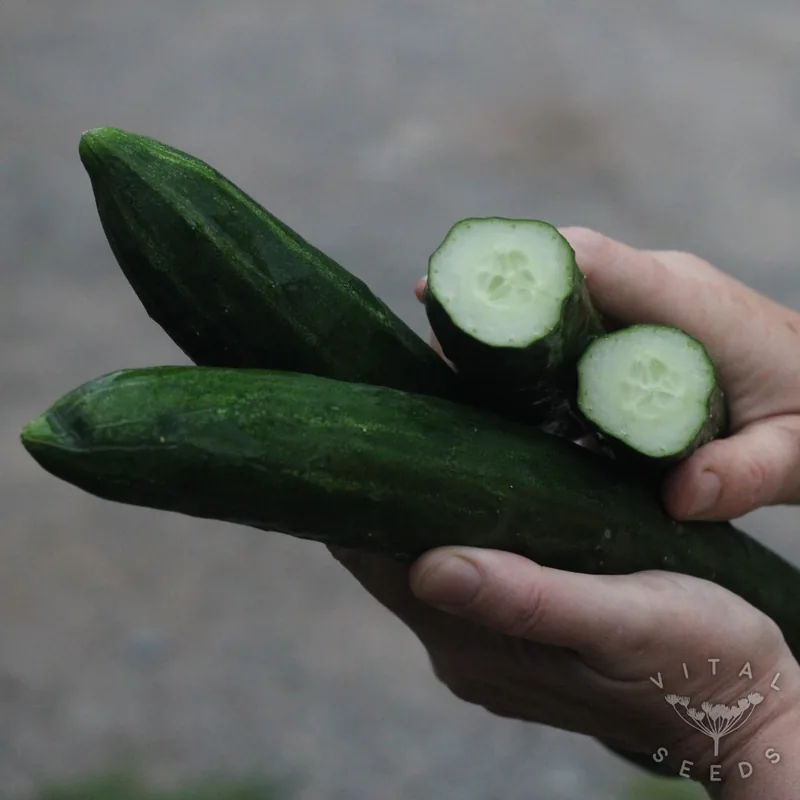 Shintokiwa (Cucumis sativus), organic open-pollinated seeds.