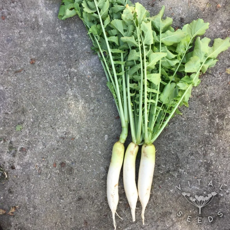 Daikon Radish