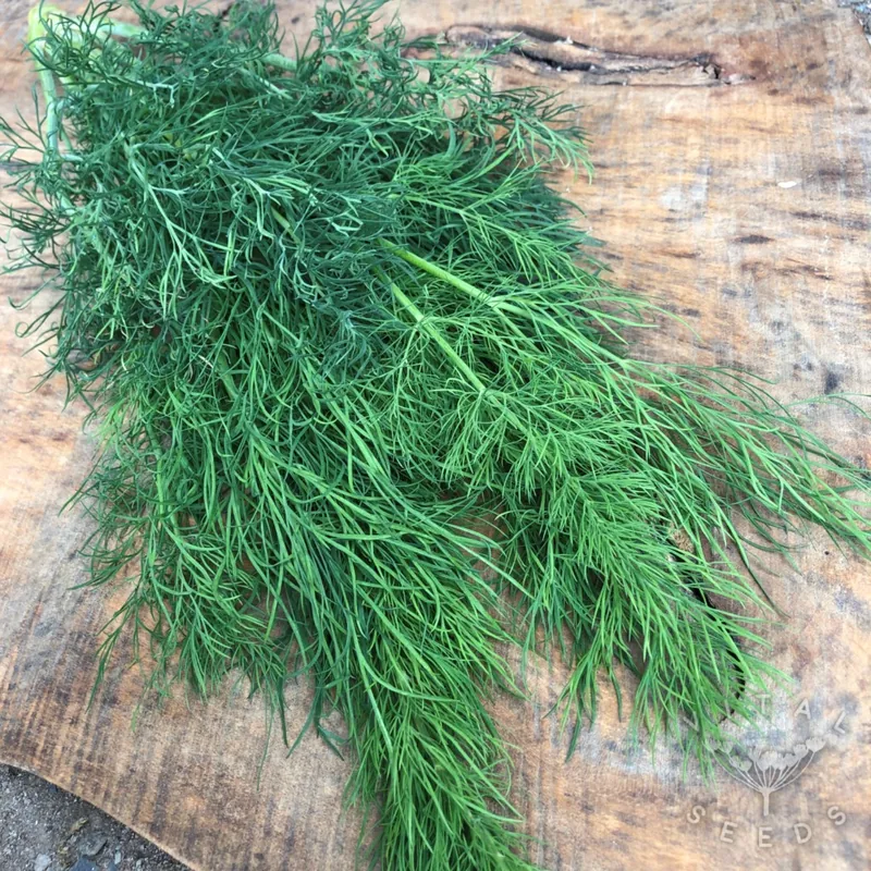Dill (Anethum graveolens), organic open-pollinated seeds.
