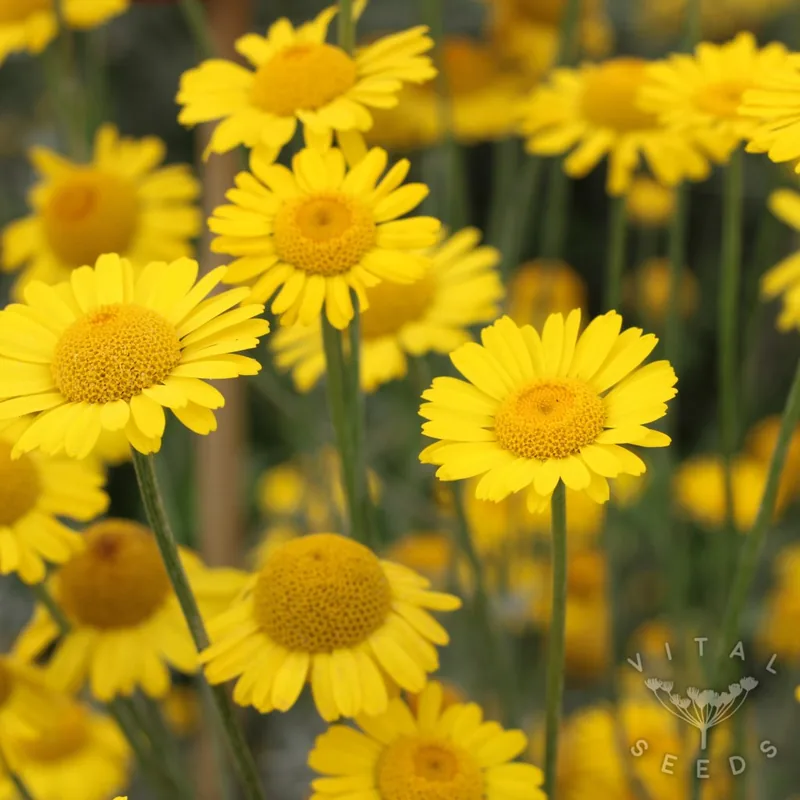 Dyer's Chamomile