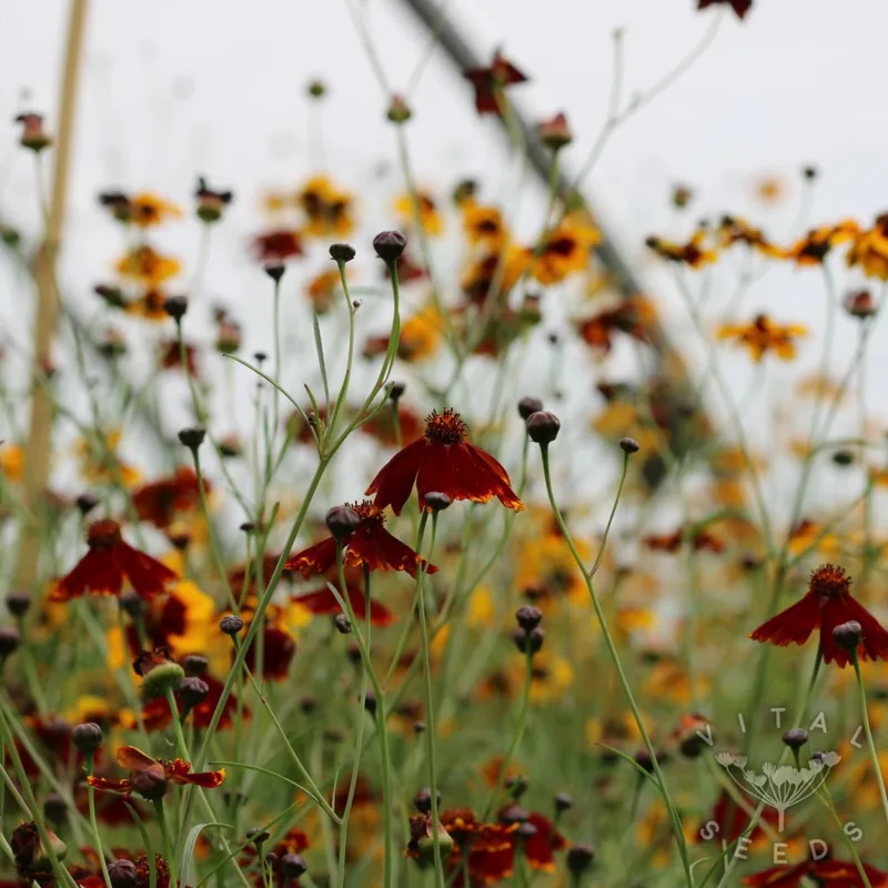 Dyer's Coreopsis (Coreopsis tinctoria), organic open-pollinated seeds.