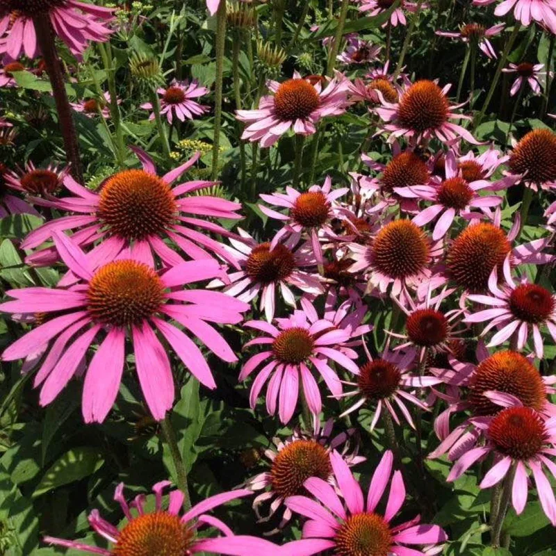 Echinacea (Echinacea purpurea), organic open-pollinated seeds.
