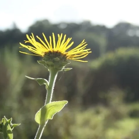 Elecampane (Inula helenium), organic open-pollinated seeds.