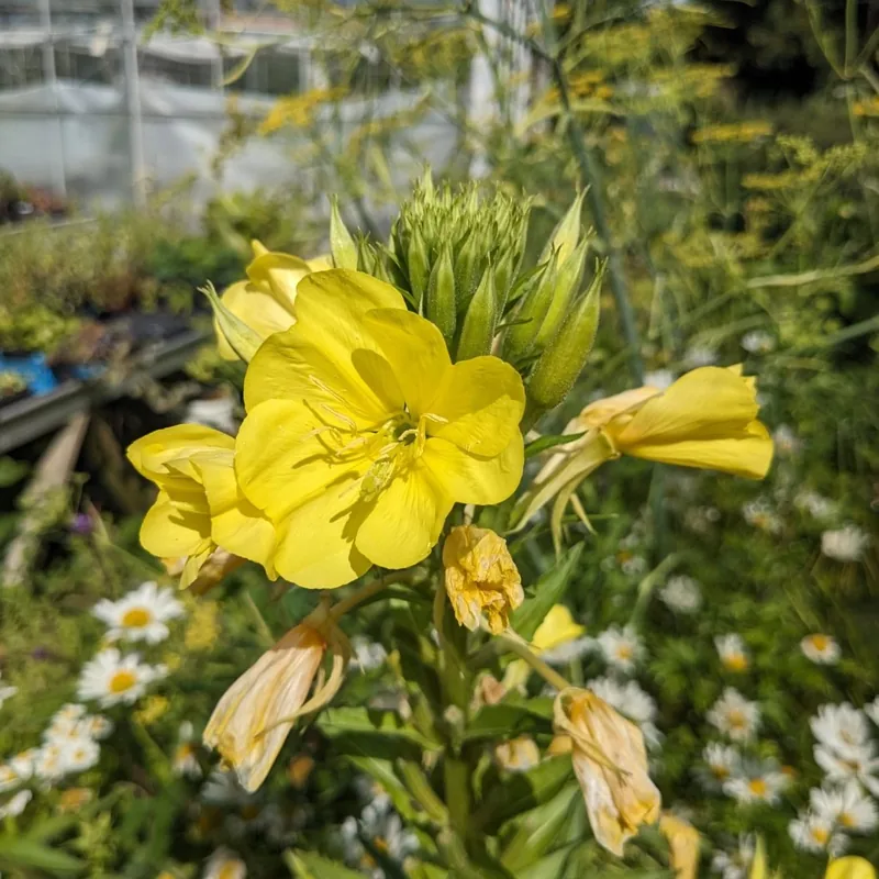 Oenothera biennis