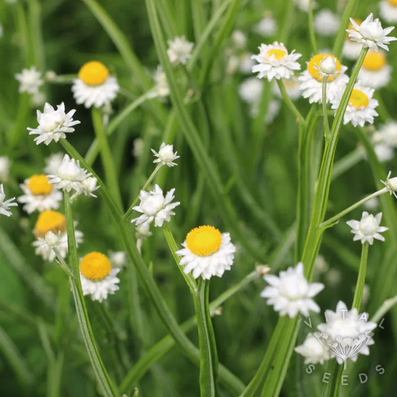Everlasting Sandflower (Organic)