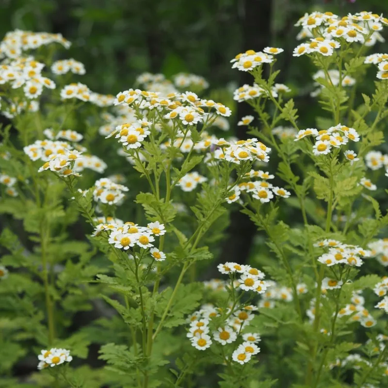 Tanacetum parthenium