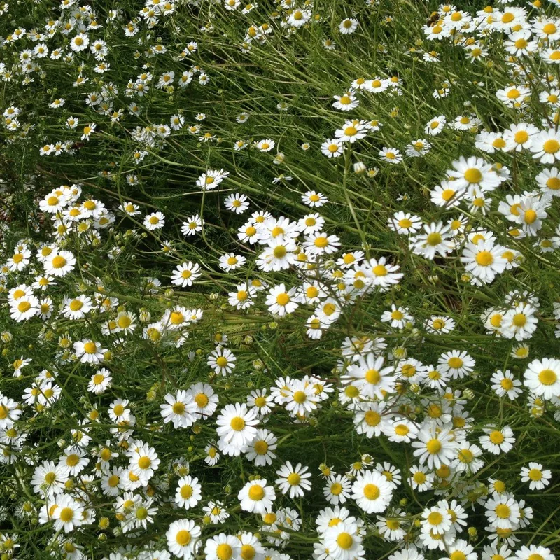 German Chamomile (Matricaria recutita), organic open-pollinated seeds.