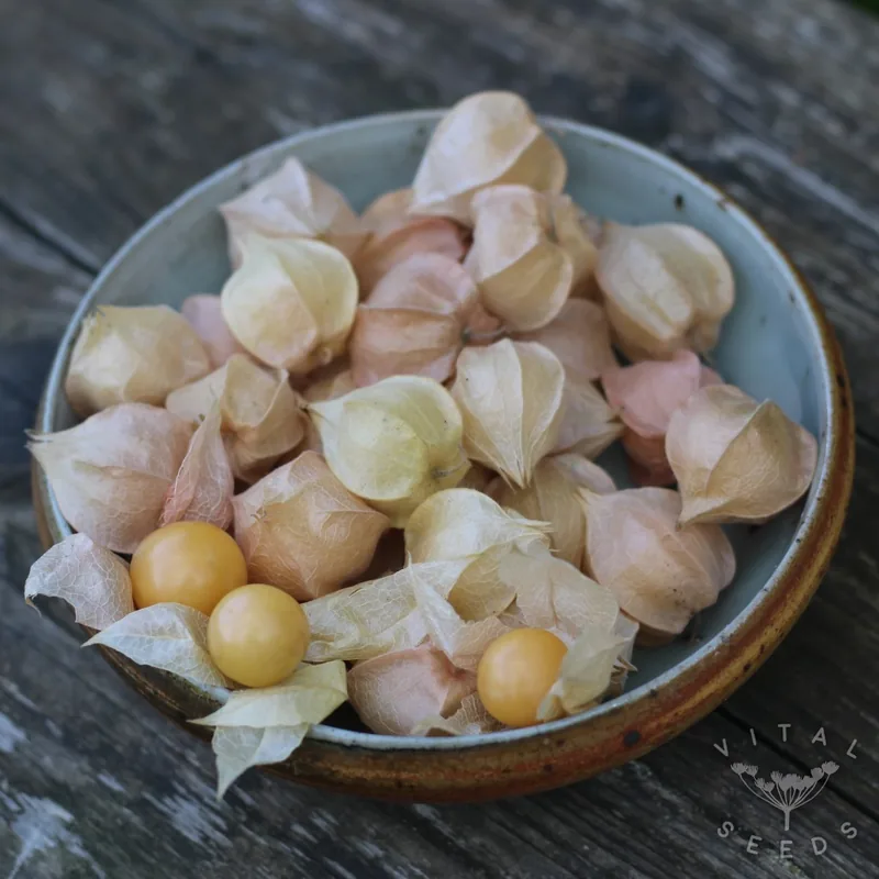 Cossack Pineapple (Physalis pruinosa), organic open-pollinated seeds.