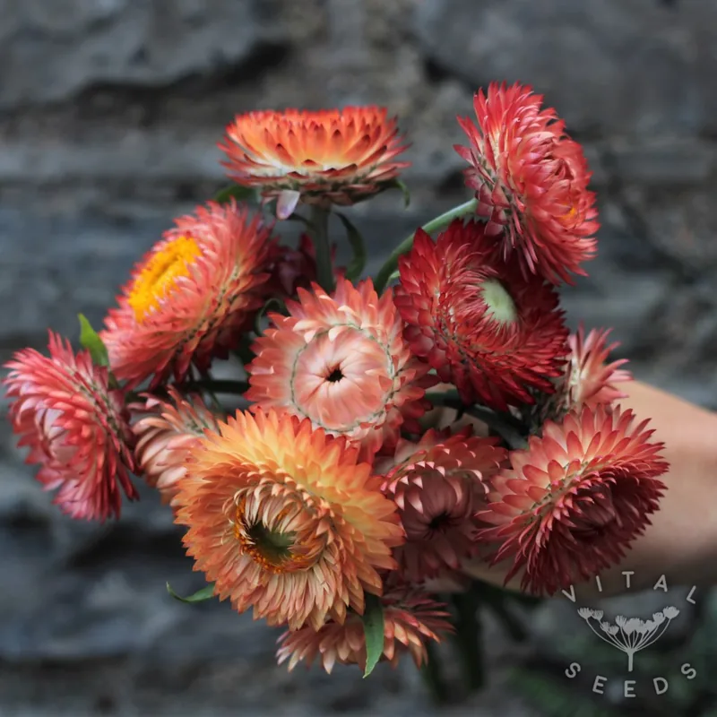 Salmon Rose