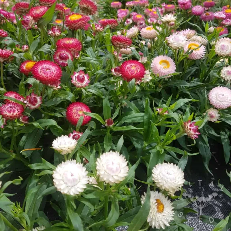 Strawflower