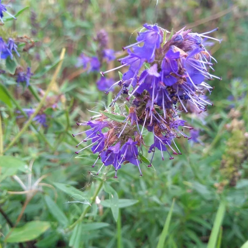 Hyssop (Hyssopus officinalis), organic open-pollinated seeds.