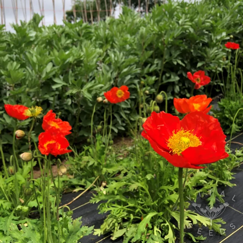 Red Sails (Organic)