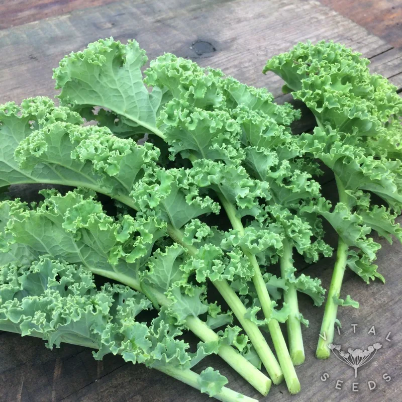 Dwarf Green (Brassica oleracea), organic open-pollinated seeds.