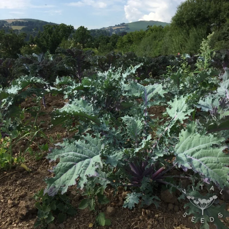 Red Russian (Brassica napus), organic open-pollinated seeds.