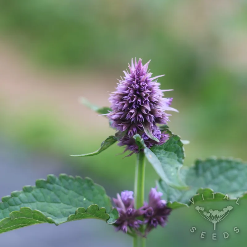 Korean Mint (Agastache rugosa), organic open-pollinated seeds.