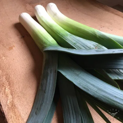 Hannibal (Allium porrum), organic open-pollinated seeds.
