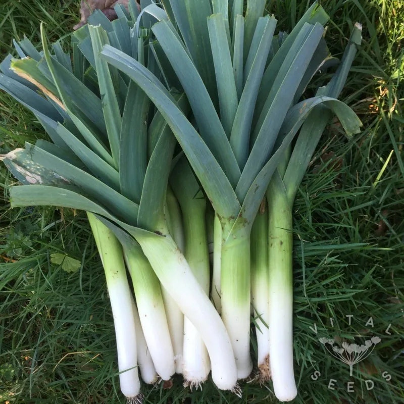 Pandora (Allium porrum), organic open-pollinated seeds.