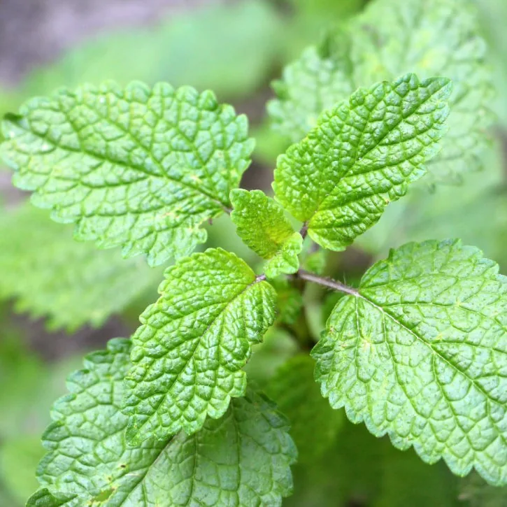 Lemon Balm