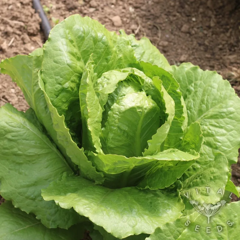 Olga (Organic)