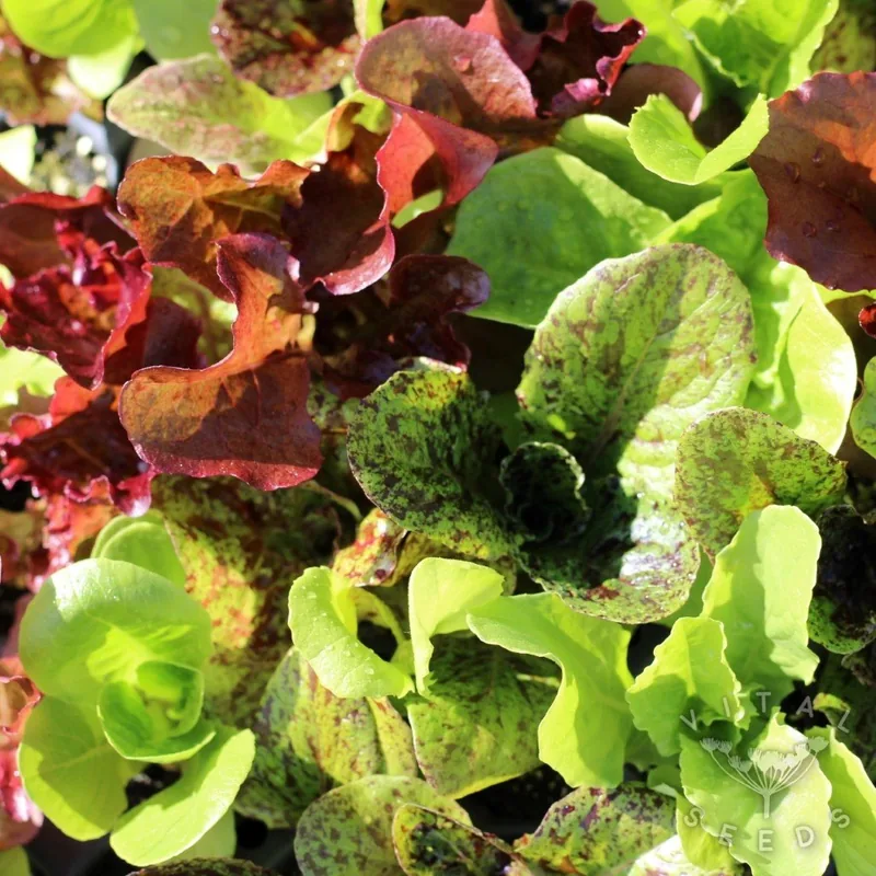 Wild Garden Mix