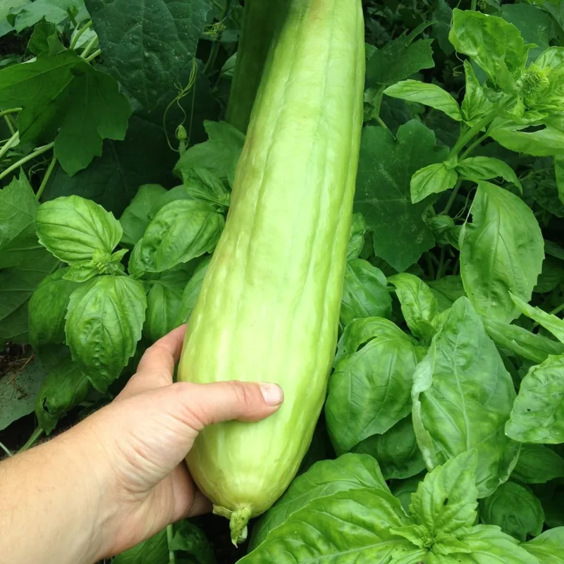 Luffa aegyptiaca