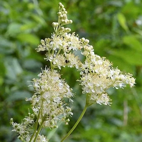Meadowsweet (Filipendula ulmaria), organic open-pollinated seeds.