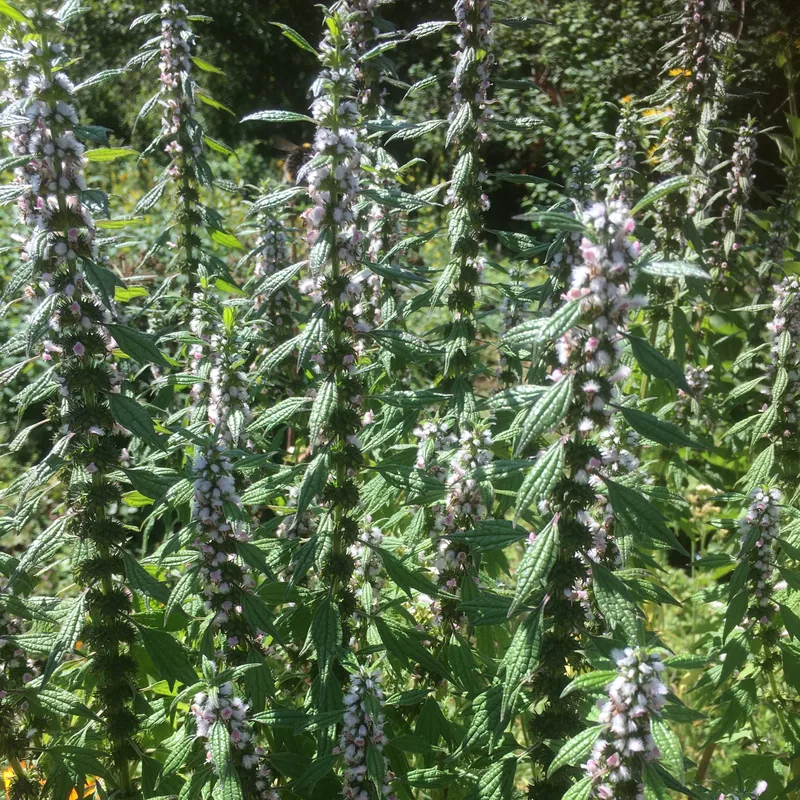 Motherwort