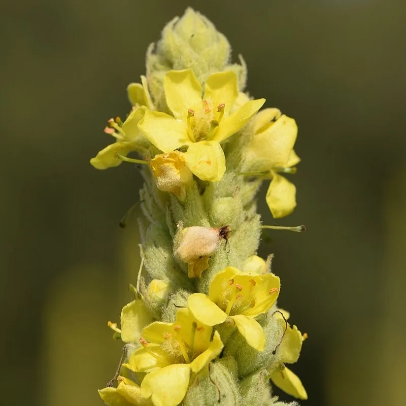 Verbascum thapsus