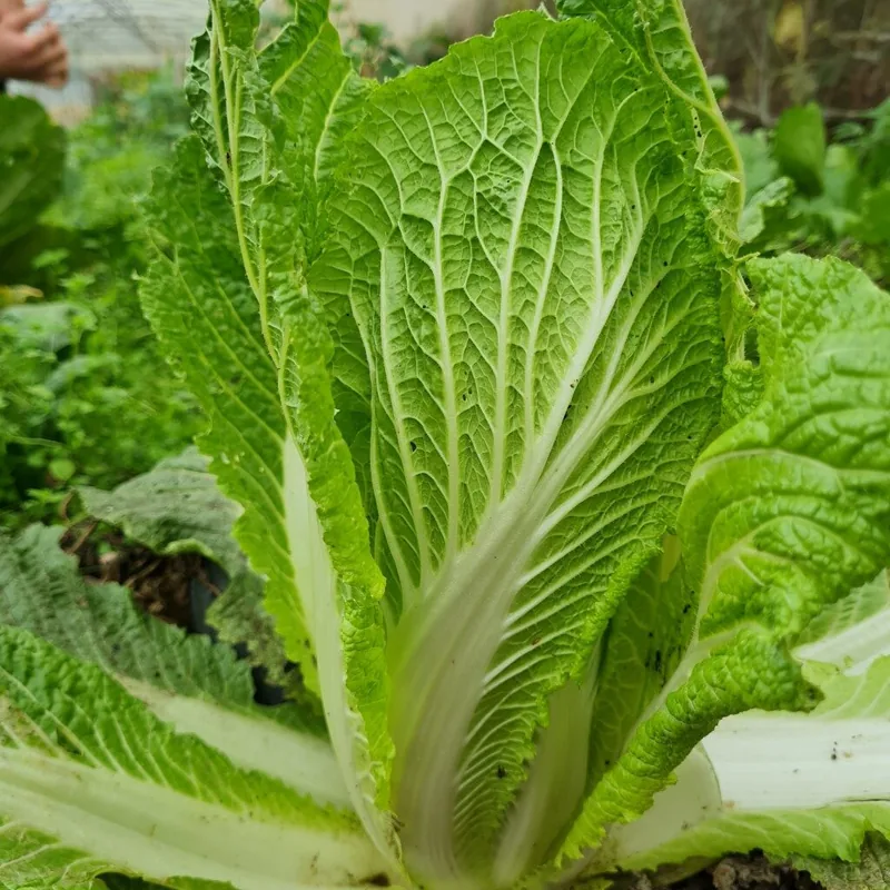 Jeju Island  (Organic)