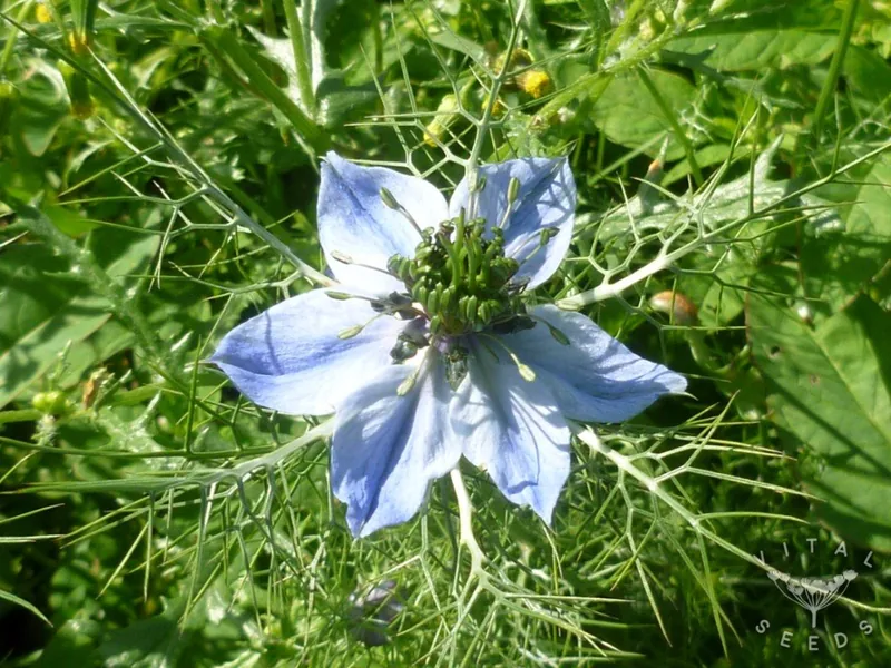 Love-in-a-Mist