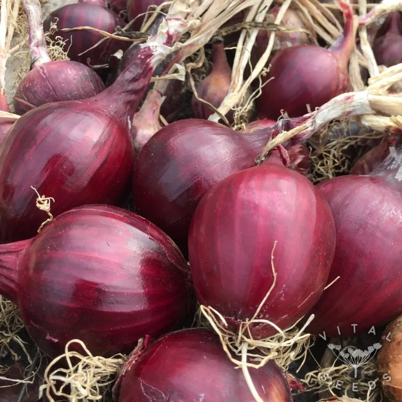 Robelja (Allium cepa), organic open-pollinated seeds.