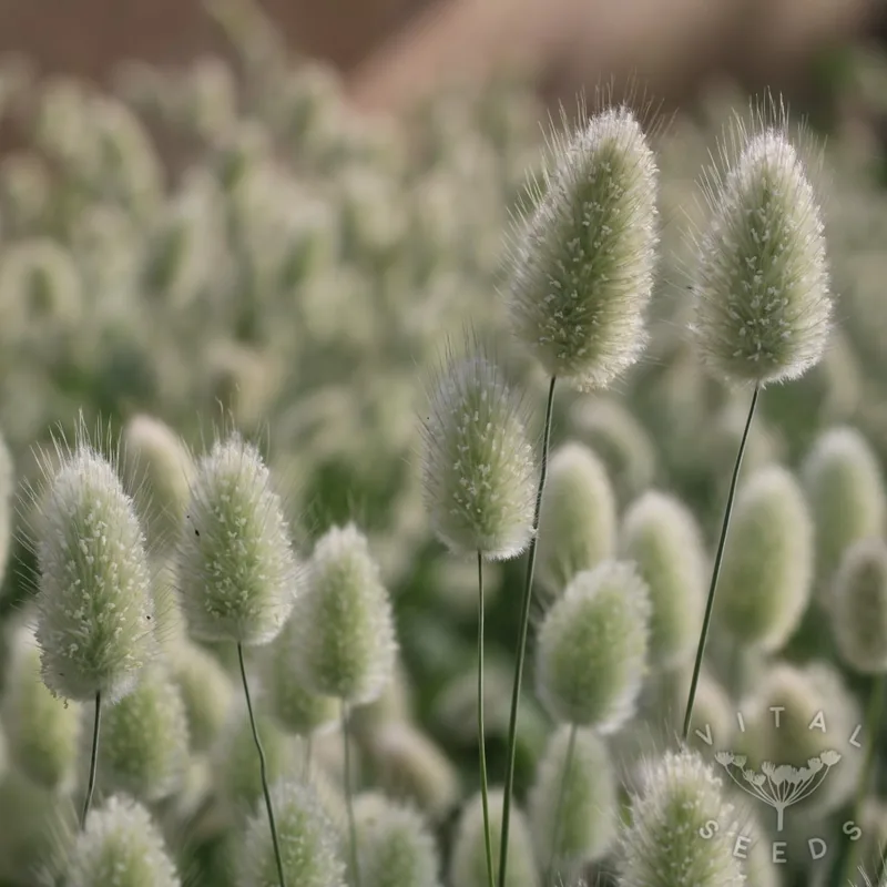 Bunny Tails