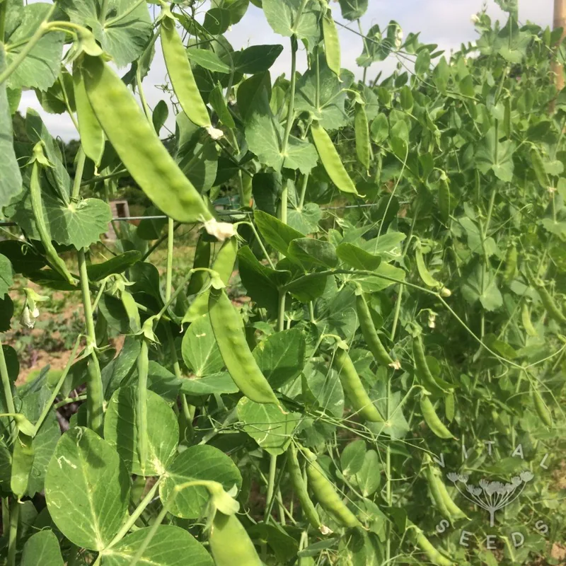 Heraut (Pisum sativum), organic open-pollinated seeds.