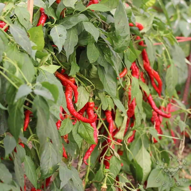 Pepperoncini