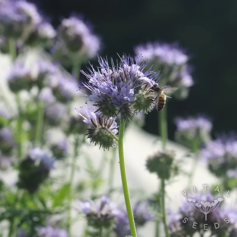 Phacelia (Phacelia tanacetifolia), organic open-pollinated seeds.