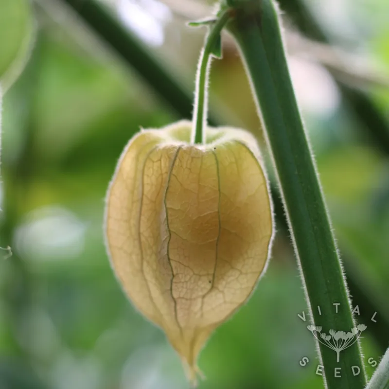 Columbia Cherry (Organic)