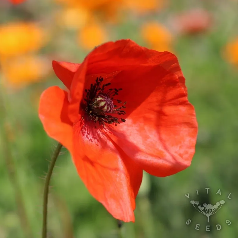Corn / Field Poppy