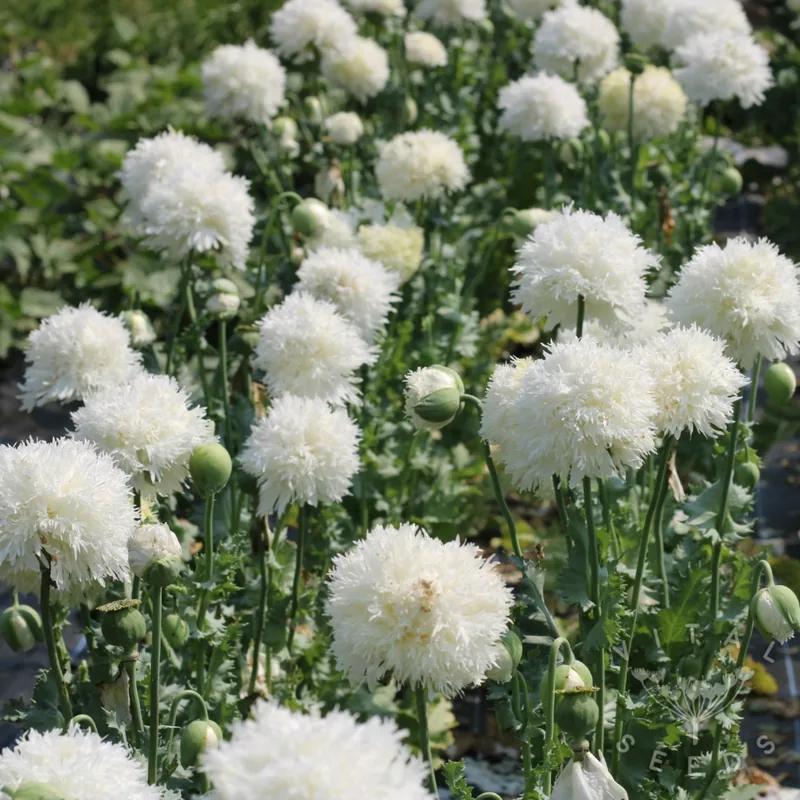 White Frills