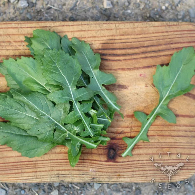 Wasabi (Organic)