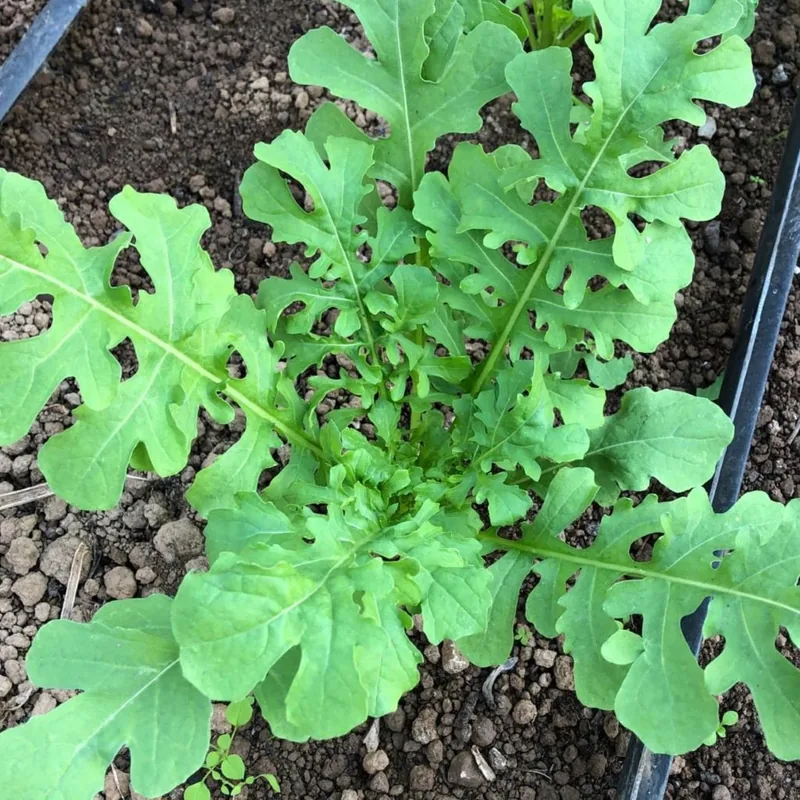 Salad rocket (Eruca sativa), organic open-pollinated seeds.