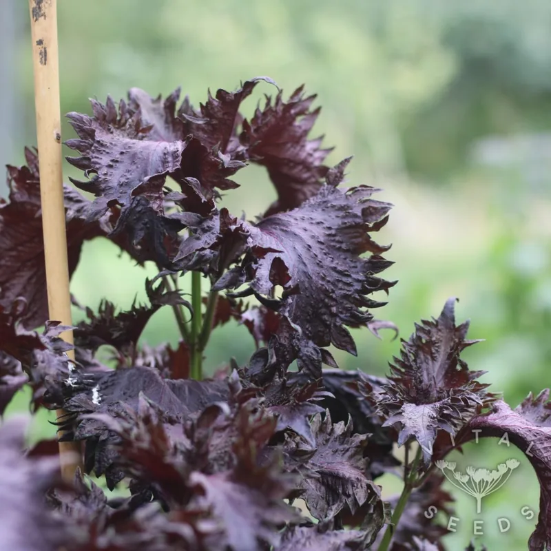 Purple (Organic)