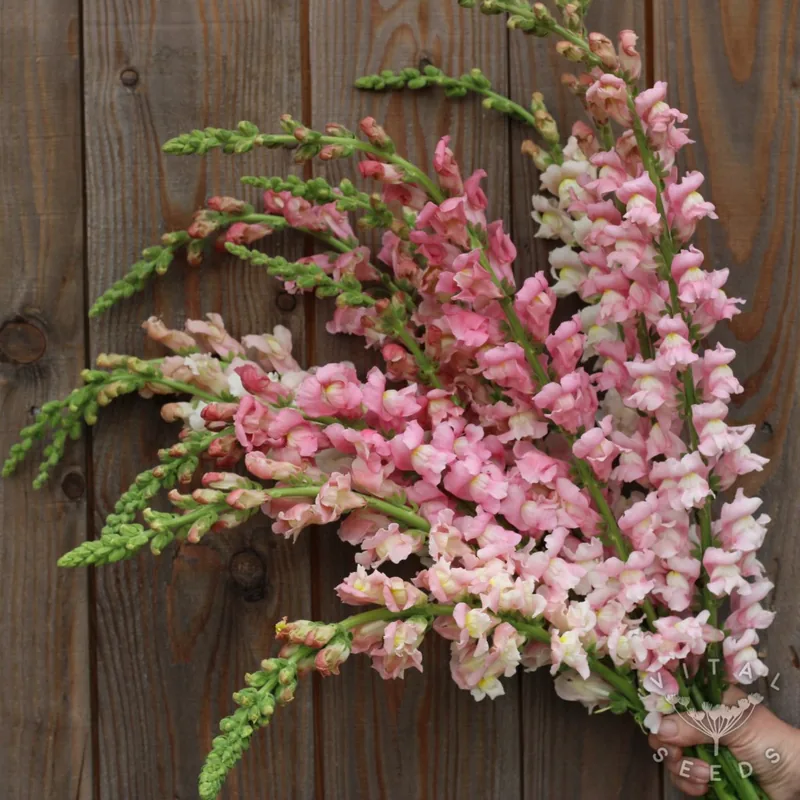 Appleblossom