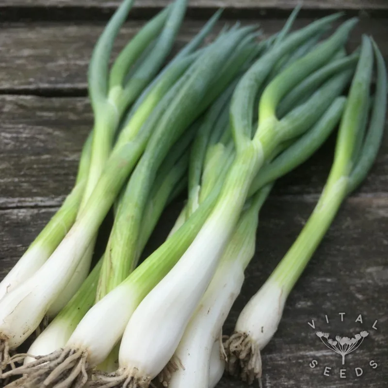 Ischikrona (Allium fistulosum), organic open-pollinated seeds.