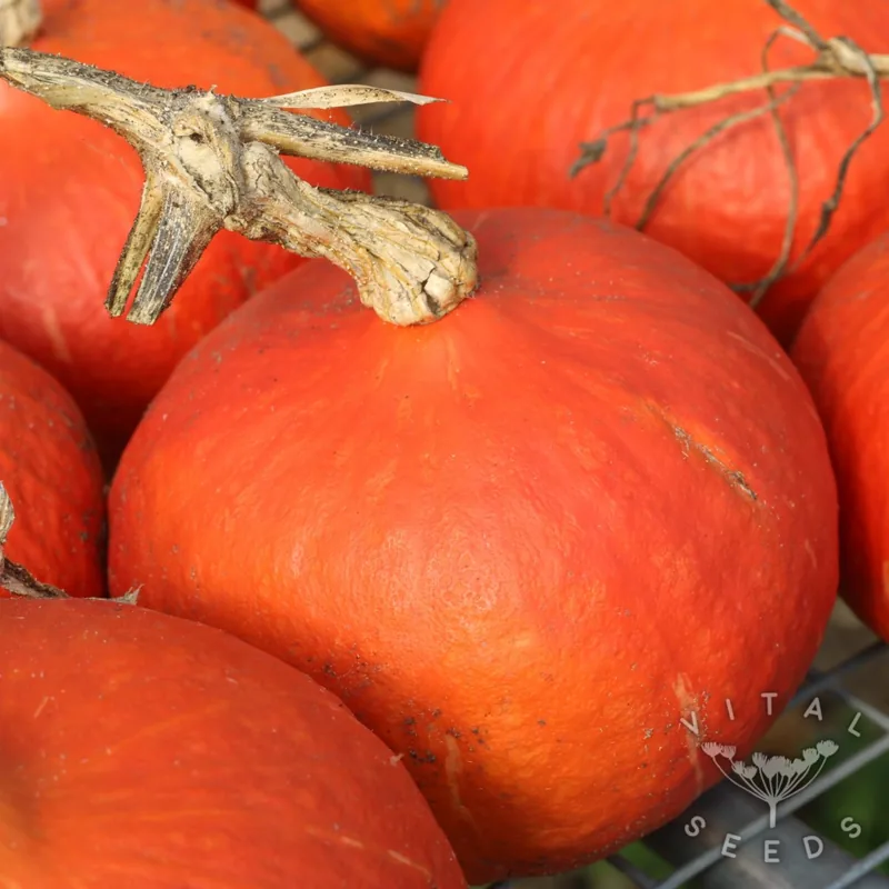 Red Kuri (Cucurbita maxima), organic open-pollinated seeds.