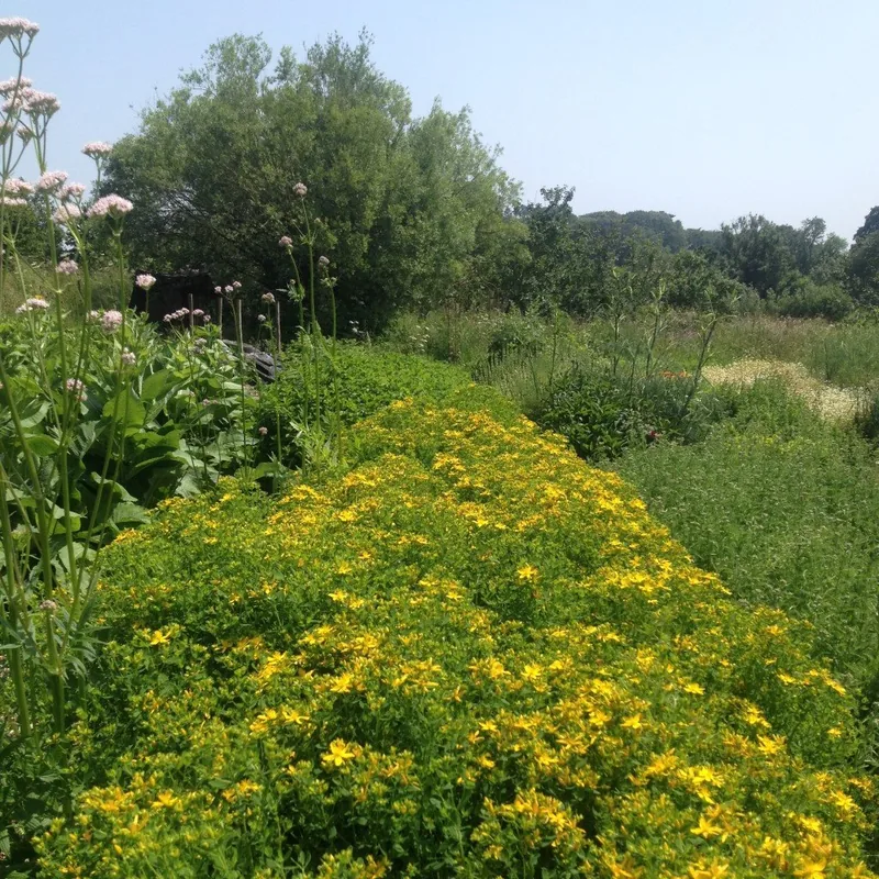 St John's Wort