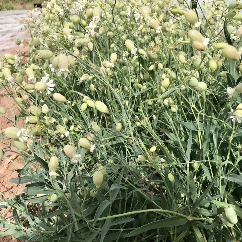 Stridolo (Organic)