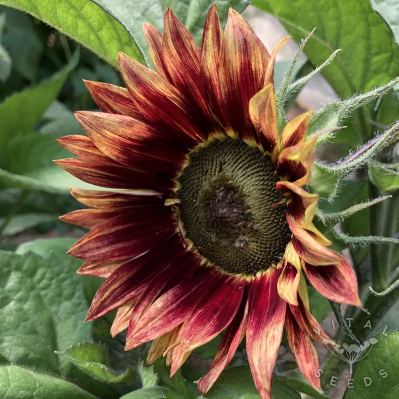 Floris (Helianthus annuus), organic open-pollinated seeds.